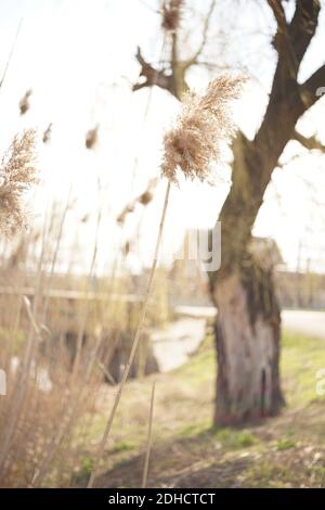 Erba secca di canna che cresce contro l'albero e il cielo. Foto Stock