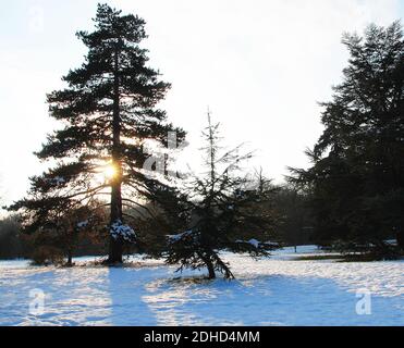 Maestoso pino maturo, Pinus nigra?, durante l'avvicinamento al Castello di Belvoir Foto Stock