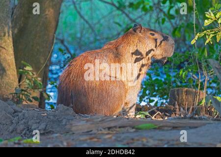 Capibara su un appartato River Bank il Pantanal in Brasile Foto Stock