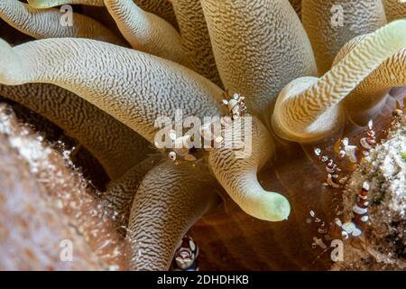 Hippolytidae è una famiglia di gamberetti più puliti, conosciuti anche come gamberetti spezzati o gamberetti anemoni Foto Stock