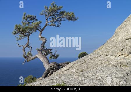 Pino su una roccia contro il cielo blu. Crimea. Foto Stock
