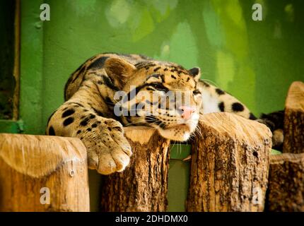 Leopard in appoggio in Zoo Foto Stock