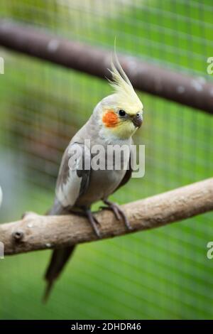 Cockatiel parrot Foto Stock