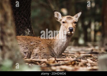 Un closeup di un carino piccolo cervo Yezo sika sdraiato sul terreno in autunno con uno sfondo sfocato Foto Stock