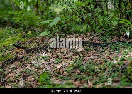 Rumore di serpente sul lato di Trail Foto Stock