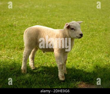 Little Lamb Foto Stock
