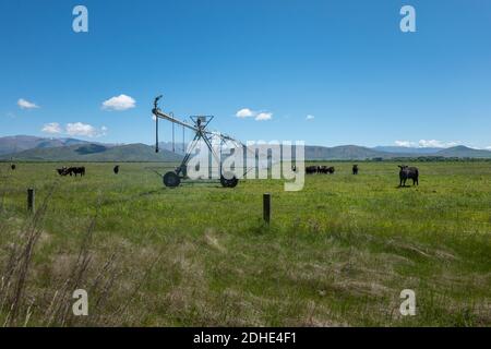 Mandria di bovini in paesaggio rurale pascolo accanto al sistema di irrigazione laterale sprinting acqua. Foto Stock