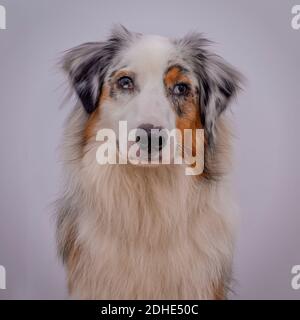 giovane blu merle australiano pastore ritratto Foto Stock
