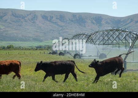 Mandria di bovini in paesaggio rurale che attraversa il sistema delle irrigazioni laterali irrorando acqua sul pascolo,. Foto Stock