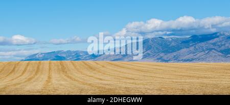 campo di fieno dorato con le maestose Montagne Rocciose in la distanza sotto il cielo blu Foto Stock