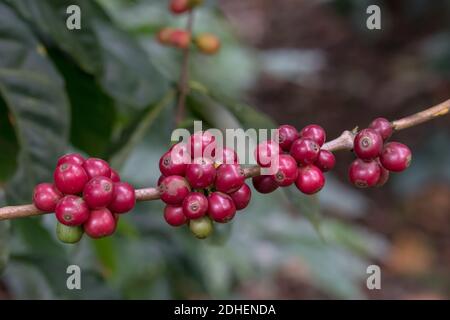 Bacche di caffè mature in un ramo di albero con uno sfondo isolato. Foto Stock