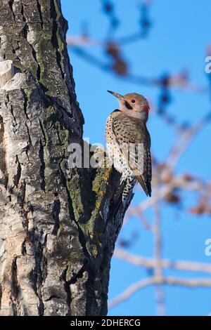 Flicker settentrionale (Colaptes auratus), alberi gialli, foraggio in un albero, Calgary, Carburn Park, Alberta, Canada Foto Stock