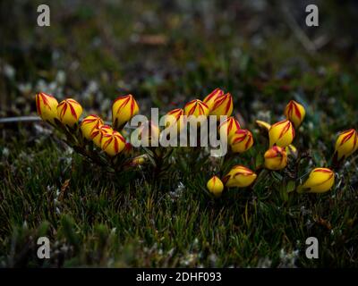 Gentianella hirculus fiore endemico che cresce nel Parco Nazionale di El Cajas Vicino Cuenca nelle Ande Foto Stock