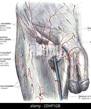 Anatomia umana dell'arteria femorale Foto Stock