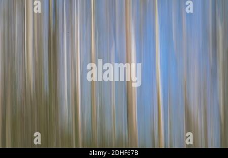 Movimento intenzionale della telecamera per la foresta di astrazioni con toni seppia Foto Stock