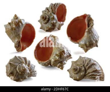Seashell su sfondo bianco Foto Stock