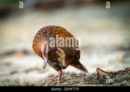 Weka adulto in piedi su una gamba graffiando un prurito spiaggia di Sydney Cove sull'isola di Stewart Foto Stock