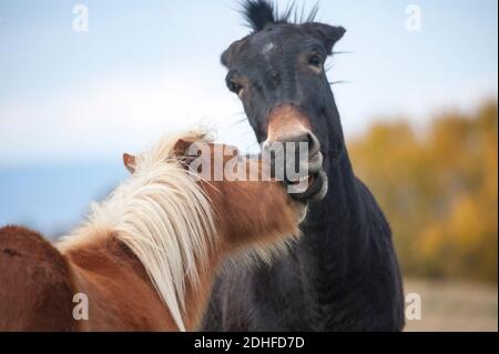 Mule e pony amici giocare faccia nippy e socializzare in pascolo Foto Stock