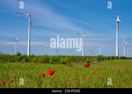 Turbine eoliche e fiori di papavero visti in Germania Foto Stock