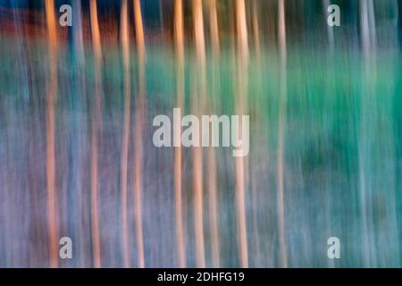 Movimento intenzionale della telecamera per la foresta di astrazioni con toni seppia Foto Stock