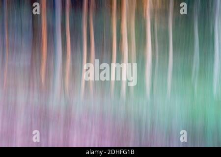 Movimento intenzionale della telecamera per la foresta di astrazioni con toni seppia Foto Stock