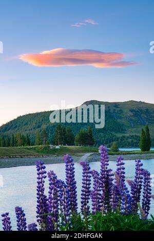 Come il sole tramonta la messa a fuoco è su una nube lenticolare diventa rosso brillante in cielo blu chiaro sopra la messa a fuoco In primo piano e sul lago Tekapo a South Island New Foto Stock