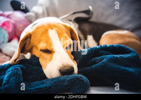Beagle cane stanco dopo aver camminato sdraiato su un divano dentro interni luminosi Foto Stock