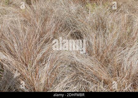 Veduta di New Zealand Hair Sedge (Carex Buchananii) Foto Stock