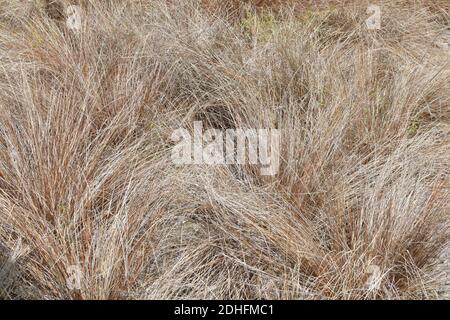 Veduta di New Zealand Hair Sedge (Carex Buchananii) Foto Stock