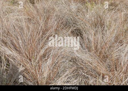 Veduta di New Zealand Hair Sedge (Carex Buchananii) Foto Stock