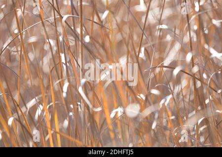 Canne d'arancia che soffiano nel vento Foto Stock