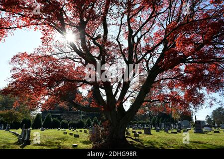 Grande acero giapponese con pietre di tomba sullo sfondo Foto Stock