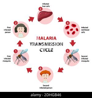 Illustrazione infografica delle informazioni sul ciclo di trasmissione della malaria Illustrazione Vettoriale