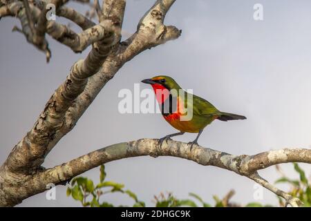 Quattro colori Bushshreke Telkhorus viridis Mkuze Game Reserve, Kwzulu-Natal, Sudafrica 25 agosto 2018 Maschio adulto Malaconotidae Foto Stock