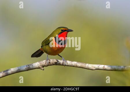 Quattro colori Bushshreke Telkhorus viridis Mkuze Game Reserve, Kwzulu-Natal, Sudafrica 25 agosto 2018 Maschio adulto Malaconotidae Foto Stock