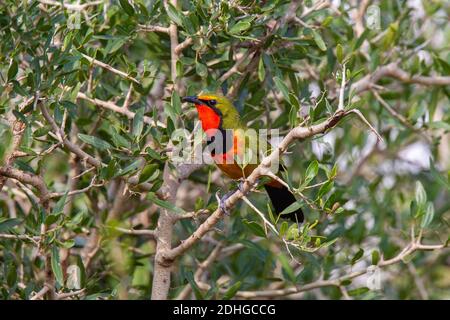 Quattro colori Bushshreke Telkhorus viridis Mkuze Game Reserve, Kwzulu-Natal, Sudafrica 25 agosto 2018 Maschio adulto Malaconotidae Foto Stock