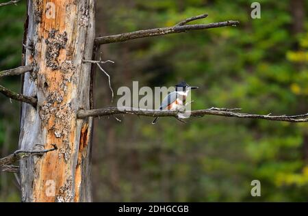 Una femmina Belted Kingfisher,' Megaceryle alcyon', arroccata su un ramo di albero morto sopra un'area paludosa nella rurale Alberta Canada. Foto Stock