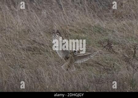 Gufi a corto allevato in volo su campo di fieno caccia Foto Stock