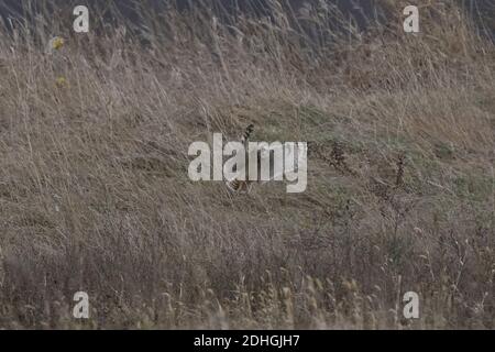 Gufi a corto allevato in volo su campo di fieno caccia Foto Stock