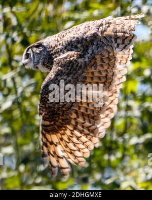 Bella gufo cornuto volare. Rami di albero verde sullo sfondo. Questo uccello grigio e giallo sta battendo le sue ali Foto Stock