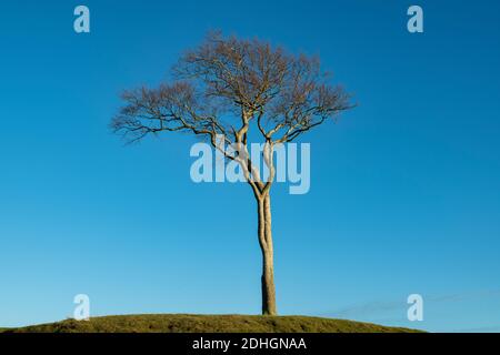 Inverno Faggio albero al tramonto su Roundway Hill nel Wessex Downs. Vale di Pewsey, Wiltshire, Inghilterra Foto Stock