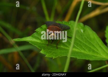 Primo piano foto dell'hoverfly appollaiato su foglia verde Foto Stock