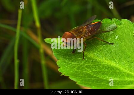 Primo piano foto dell'hoverfly appollaiato su foglia verde Foto Stock