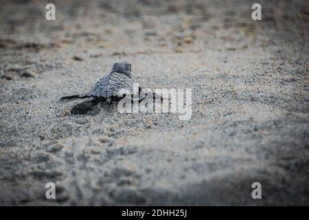 Rilascio della tartaruga del bambino Foto Stock