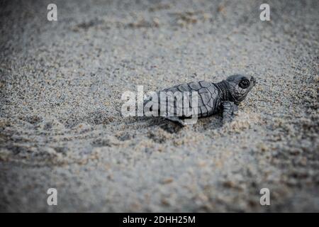 Rilascio della tartaruga del bambino Foto Stock