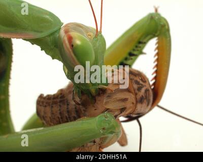 Primo piano di una mantide orante europea (Mantis religiosa) Mangiare un cricket casa (Acheta domesticus) che ha catturato Foto Stock