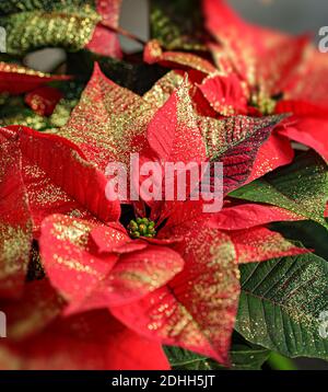 Puntettia rossa scintillante. Primo piano fiore stella di Natale Foto Stock