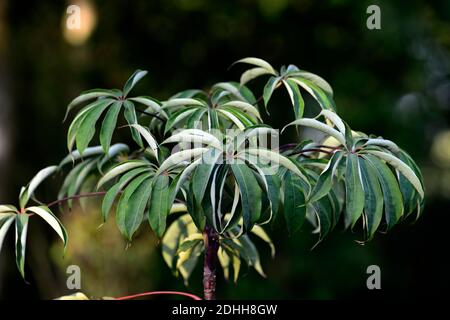 Schefflera shweliensis NJM 13 130,verde,foglie,fogliame,tropicale,esotico,pianta,nuova crescita,verde argento fogliame grigio,verde grigio foglie d'argento, sempreverde f Foto Stock