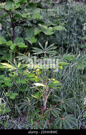 schefflera taiwaniana Monte venere,verde,foglie,fogliame,tropicale,esotico,pianta,nuova crescita,verde fogliame grigio,verde foglie grigie,sempreverde fogliame,RM Flor Foto Stock