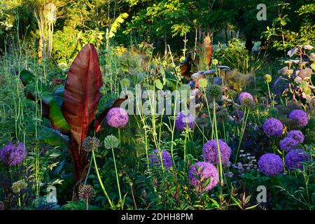 allium purple sensation,Allium Globemaster,Ensete tricosum Maureli,violacei,banana etiope nera,astrantia bo ann,mix,misto,ornamentale oni Foto Stock